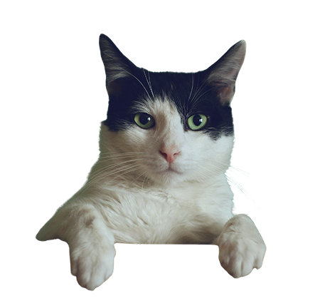footer_cat.png