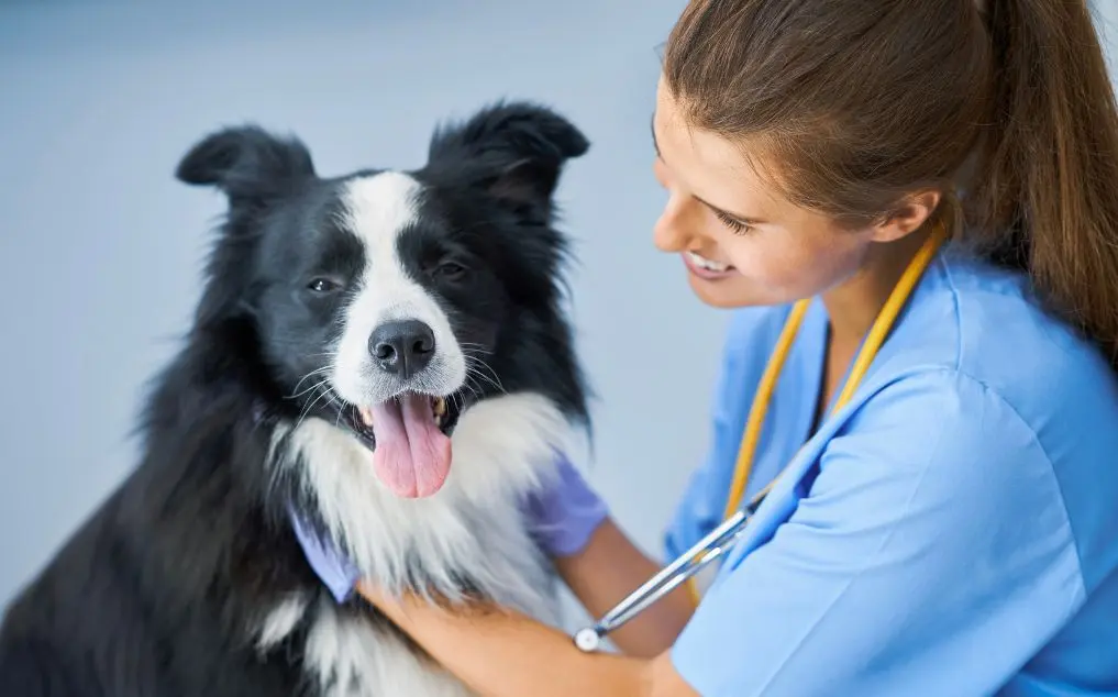 Heart Disease in Dogs: Symptoms, Causes, Diagnosis, and Treatment
