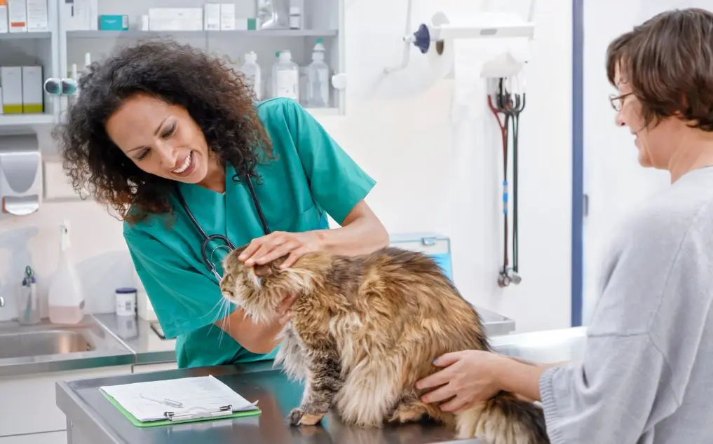 Cat Ringworm Symptoms: How to Spot, Treat, and Prevent This Common Fungal Infection