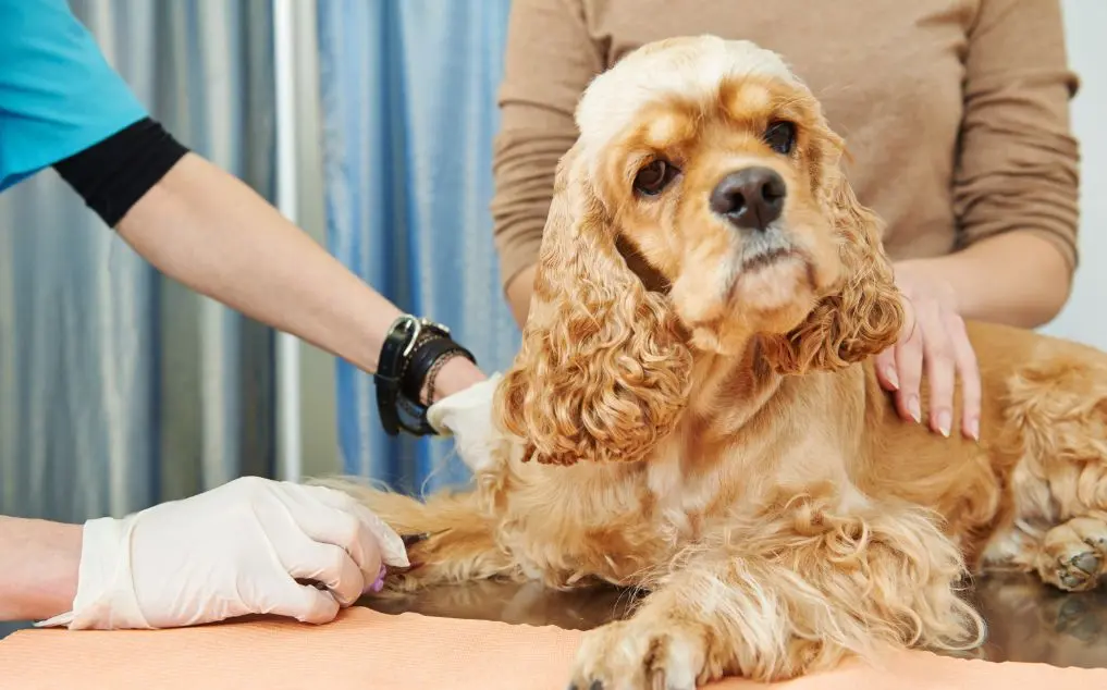 Dog Urine Test Results: AI-Assisted Interpretation for Canine Health