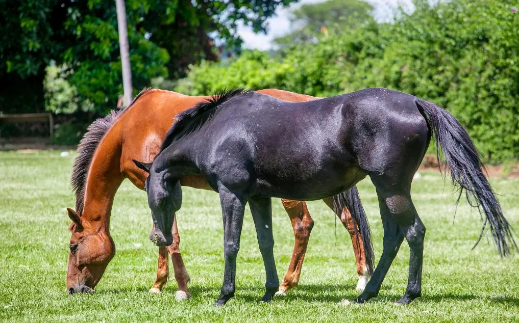 How to Tell if a Horse Has Worms: Smart Screening Tools for Equine Health