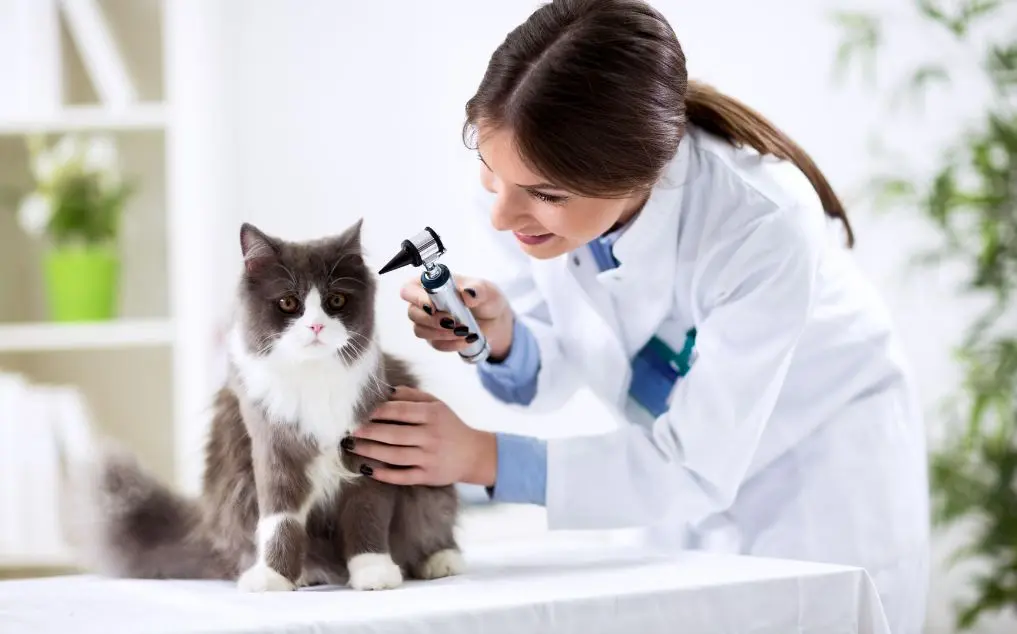 Essential Tools That Veterinarians Use: AI-Powered Instruments for Modern Practice