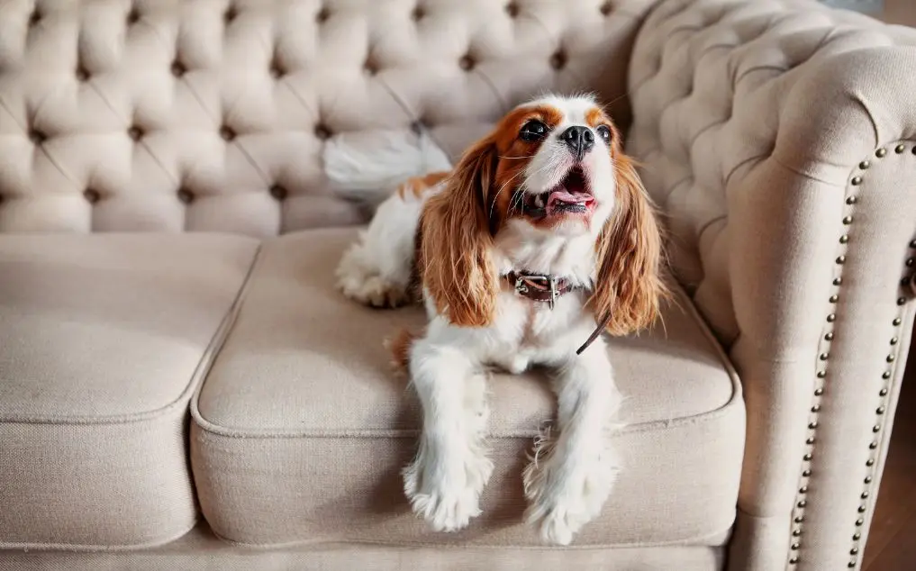 What Age Do Dogs Get Arthritis? Breed-Specific Risk Factors & AI Prevention Tools