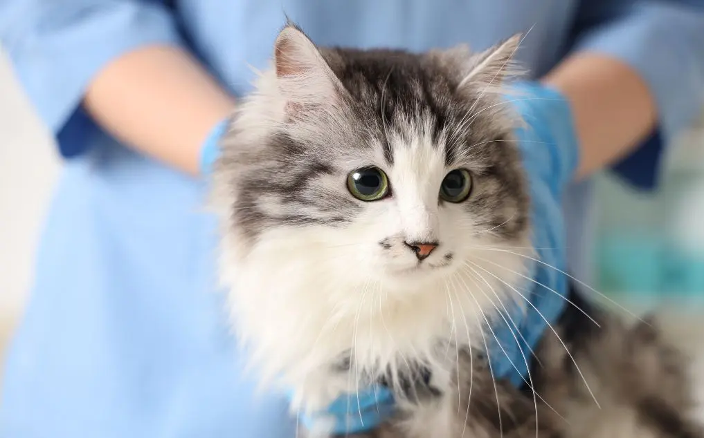 Cat Kidney Disease Prevention: AI-Assisted Dietary Planning and Early Intervention