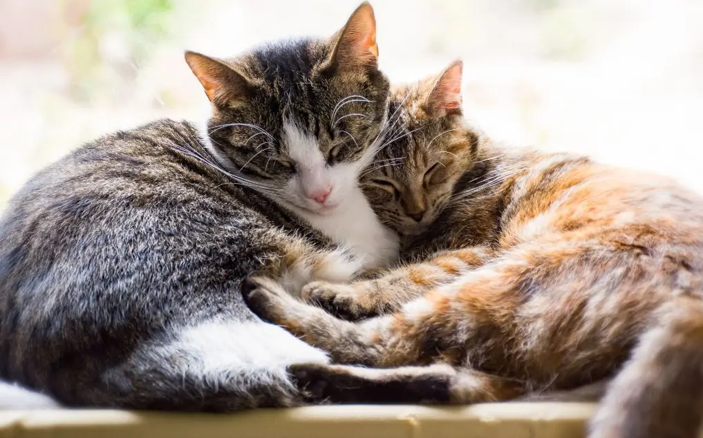 Cat Urinalysis Interpretation: AI-Assisted Analysis for Better Pet Care