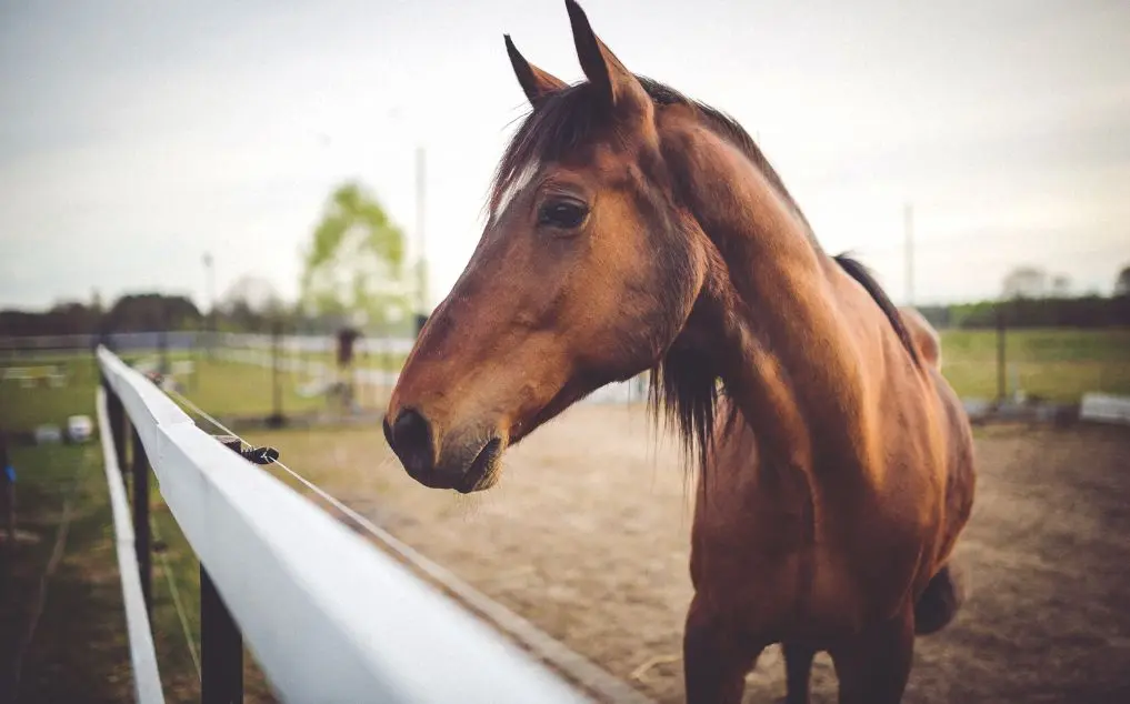 Quarter Horse Genetic Diseases: AI-Powered Screening for Breeding Programs