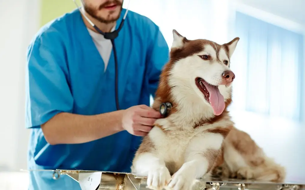 Vet Second Opinion: Utilizing AI Tools for Comprehensive Diagnostic Review