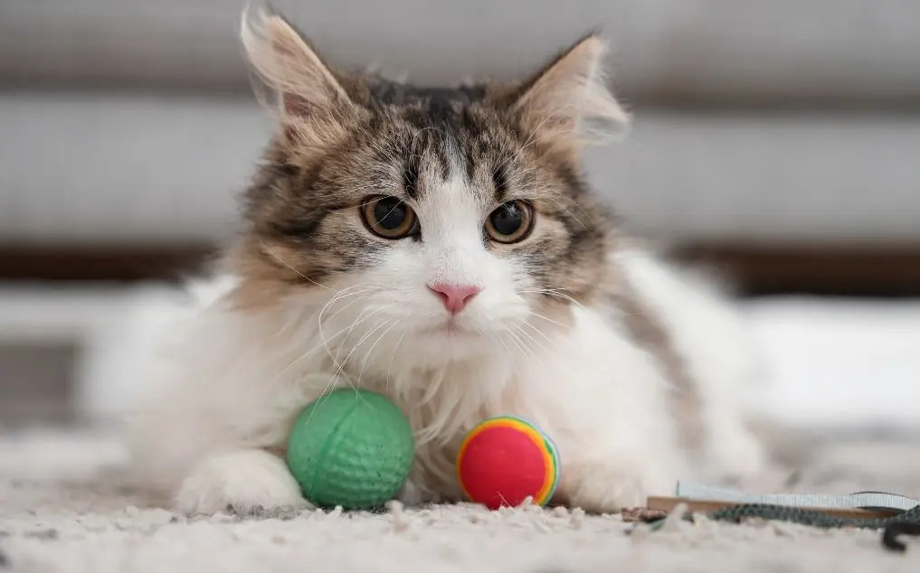 Cat Diagnostic Tools: AI-Powered Home Health Monitoring & Vet Practices