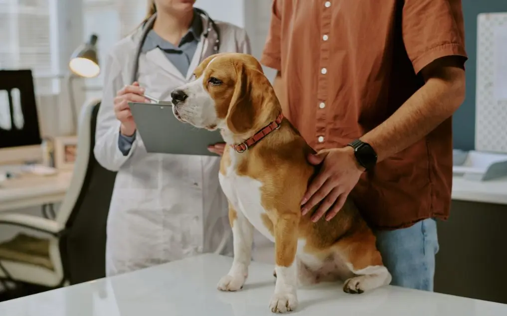 Photo inspiration: Dog Liver Enzymes Over 1000 AI Analysis Of Critical Elevated Photo Inspiration