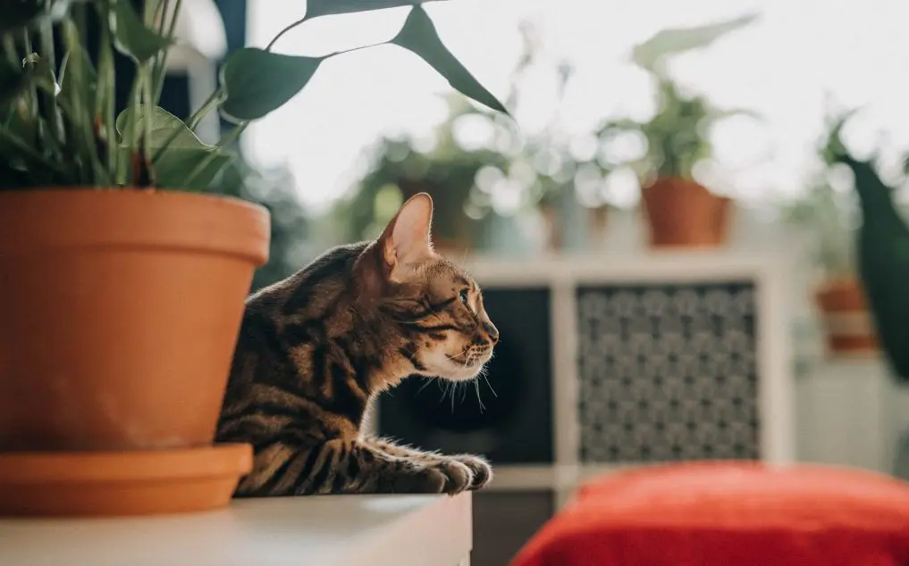 Outdoor vs Indoor Cats: A Complete Guide to Choosing the Right Lifestyle for Your Feline