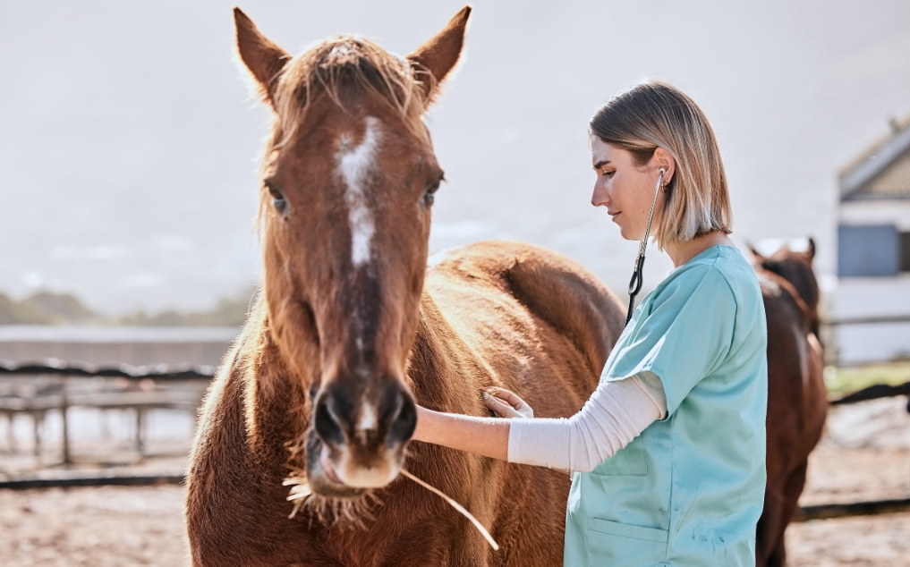 AI Diagnostic Solutions for Equine Health: Multi-Agent Systems vs. Single Model Approaches