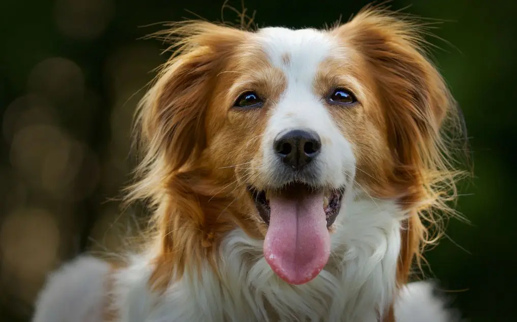 Dog Diarrhea But Acting Normal: Using AI Agentic Veterinarians for Risk Assessment