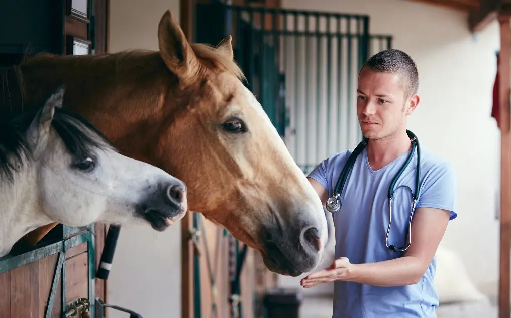 Horse AI: How Agentic Models Are Revolutionizing Stable Care