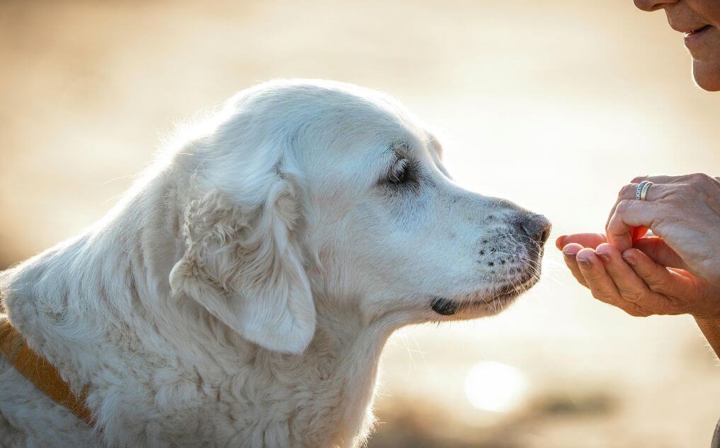 Curated visual reference: Visual Reference: Best Dog Food For Gut Health And Allergies Your Decision