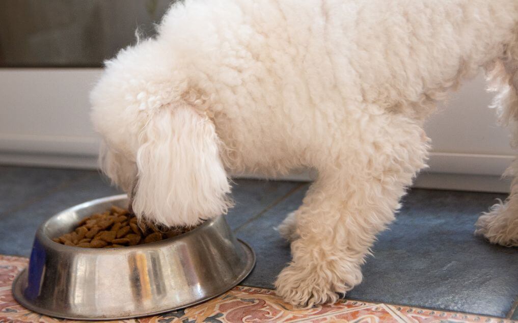 Best Grain-Free Dog Food for Sensitive Stomachs