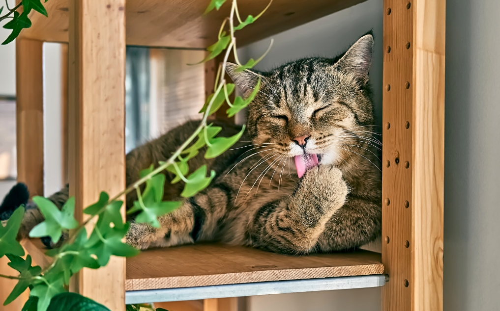 Photo inspiration: Fresh Look at Cat Drooling AI Powered Symptom Check For Excessive Salivation Causes