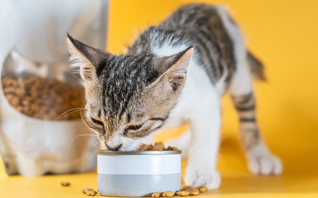 Photo inspiration: Gallery Detail: Cat Nutrition Feeding Schedules Weight Management Faq