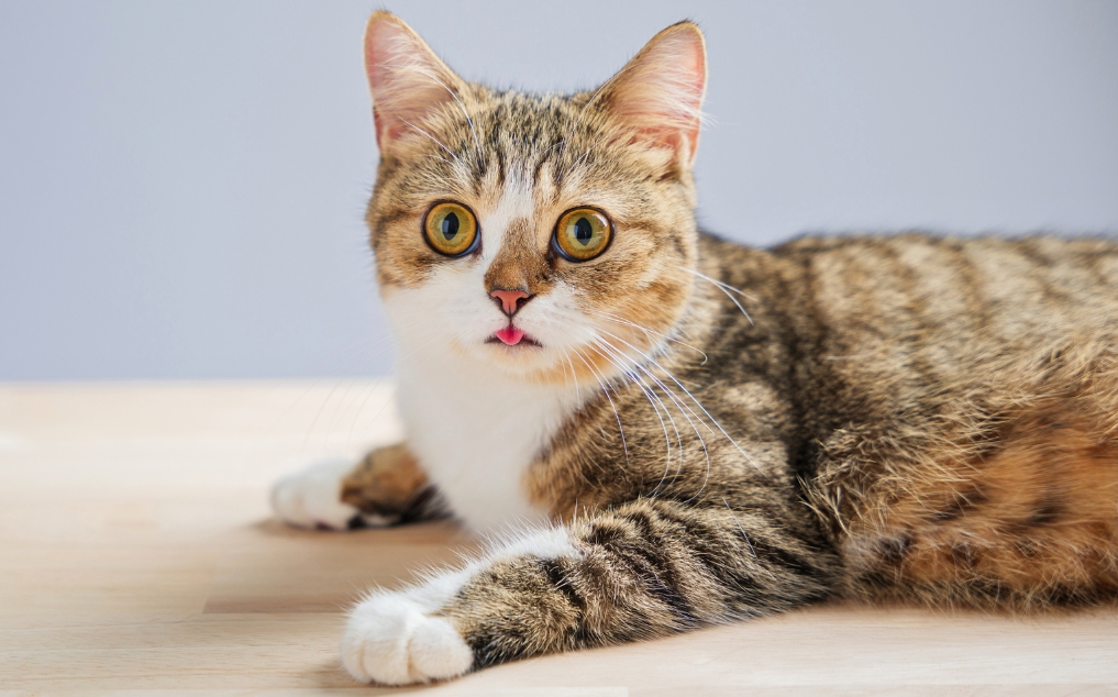 Cat Panting: Emergency vs. Normal—Multi-Agent AI Triage for Feline Breathing