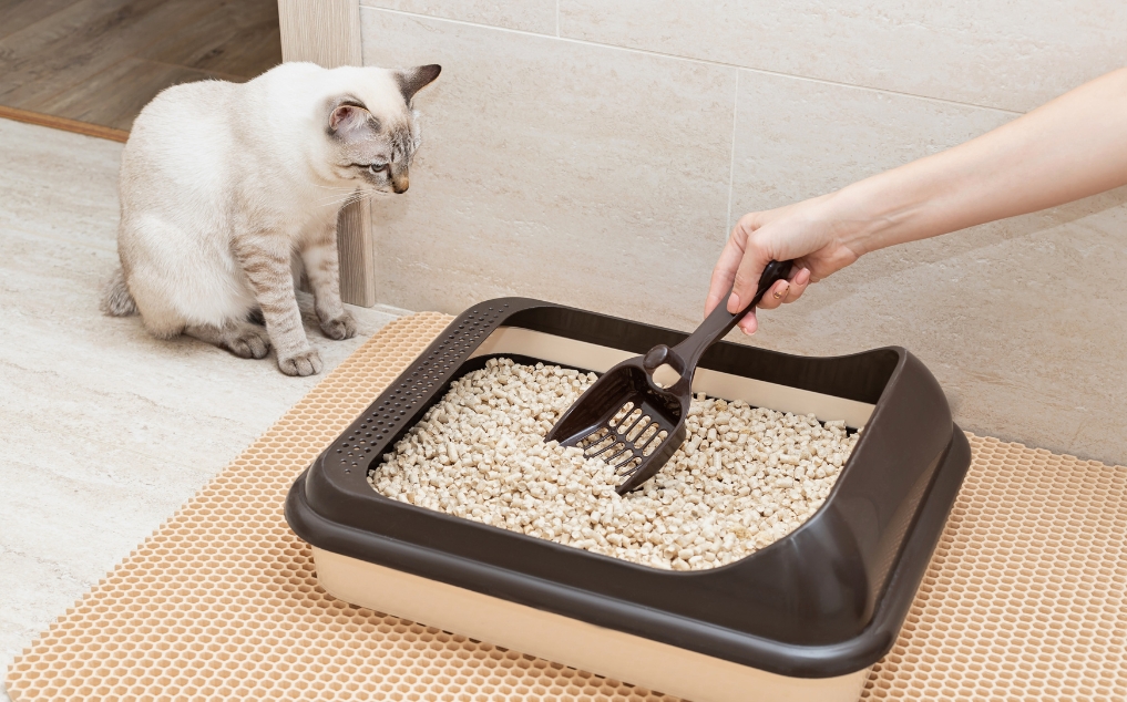 Cat Urinary Health & Litter Box Issues FAQ: Is It Medical or Behavioral?