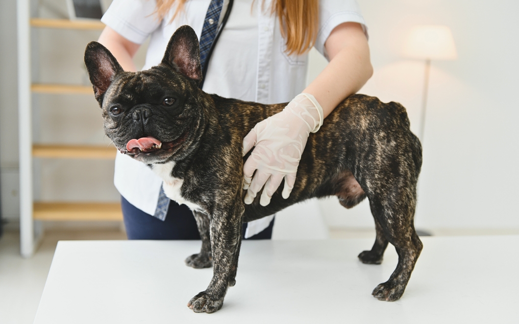 Dog Limping on Back Leg: AI Mobility Assessment for Hind Limb Lameness