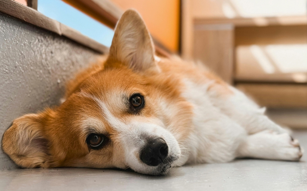 Protein in Urine in Dogs: Complete Guide to Proteinuria Detection, Causes, and Treatment