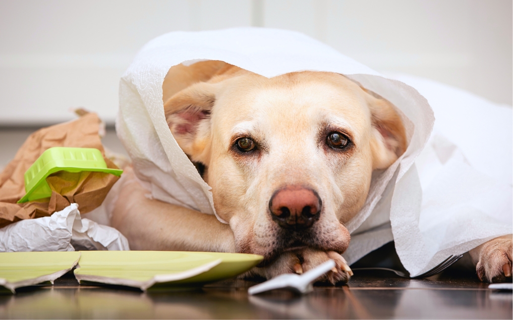 Curated visual reference: Sock Hazards For Pet Owners Reference: Pet Toxic Foods Household Hazards Faq What Every Owner Must