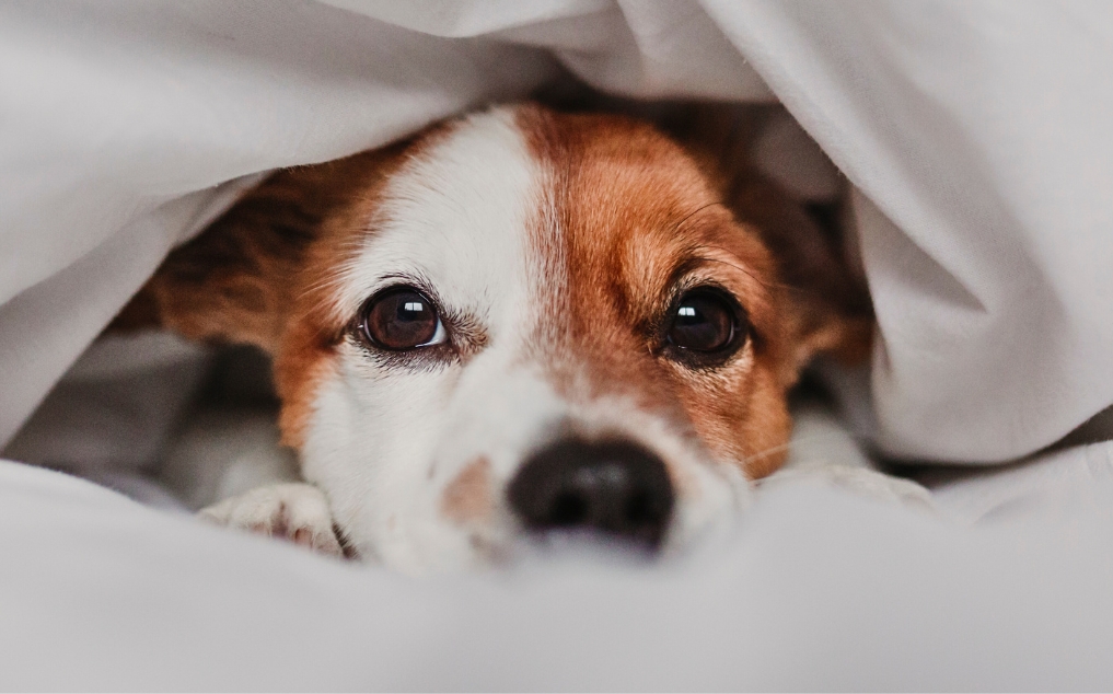 Dog Vomiting Yellow Bile: AI Color Analysis for Canine Digestive Distress