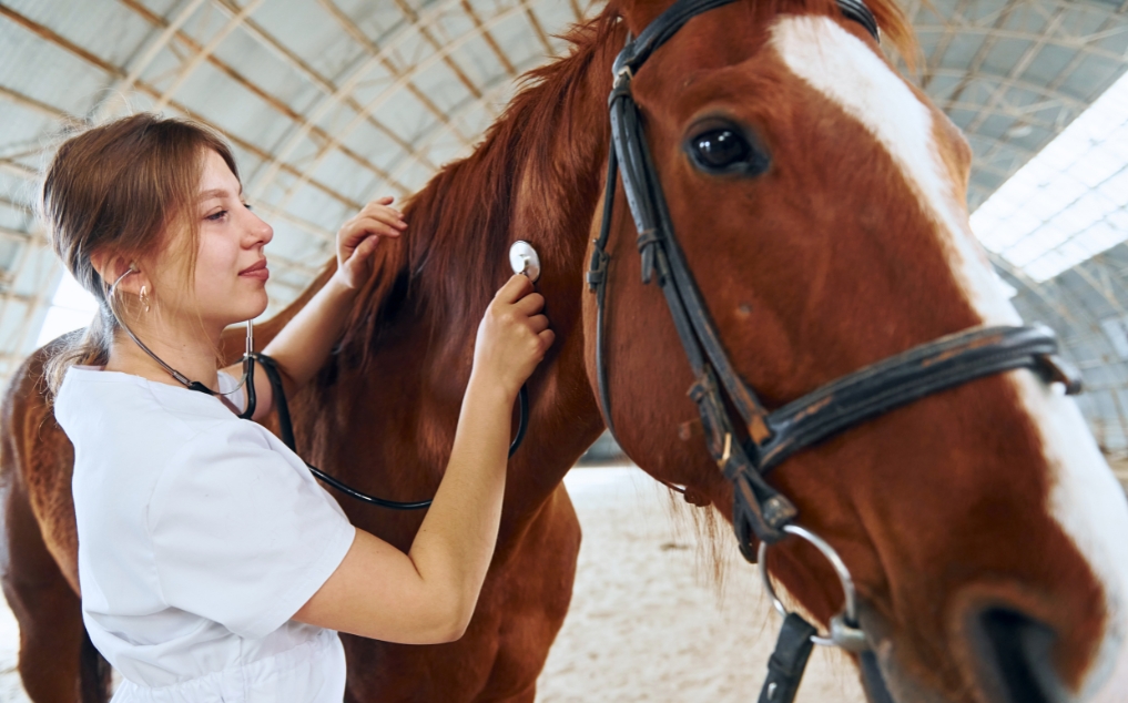 Equine Metabolic Syndrome Testing: Smart Diagnostics for Managing EMS