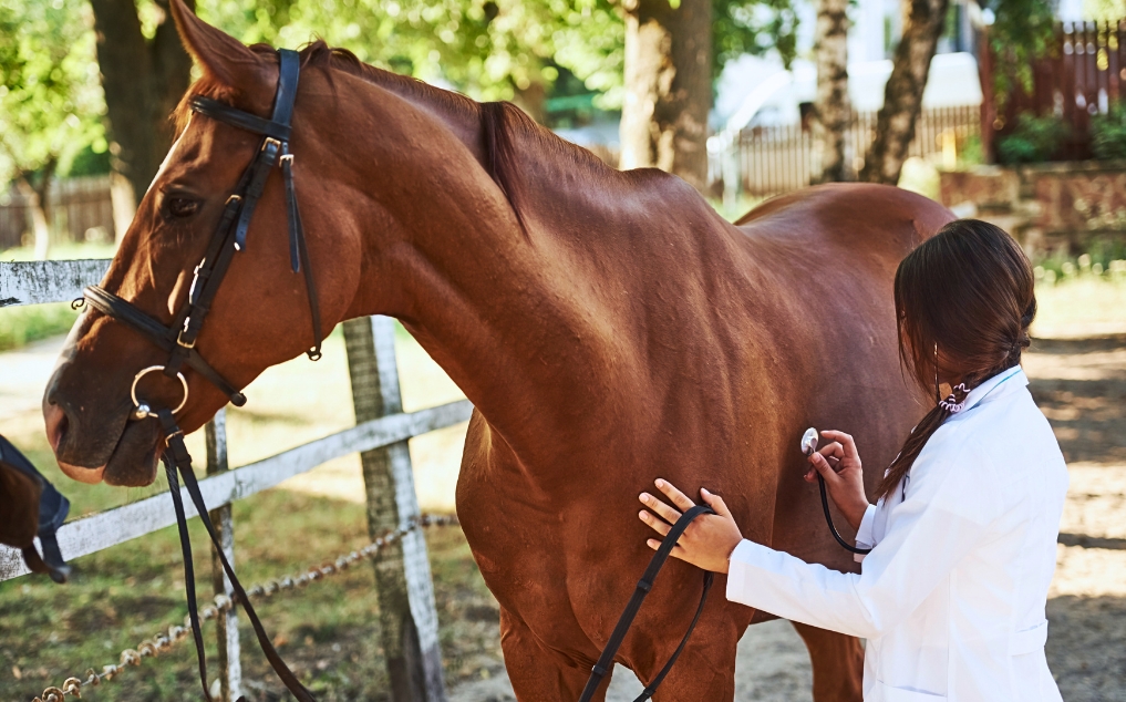 How to Treat Mud Fever in Horses: Equine Skin Care and Recovery Protocol