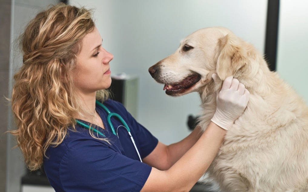 Dog Warts: AI Photo Analysis for Papillomas, Growths & Skin Lesions