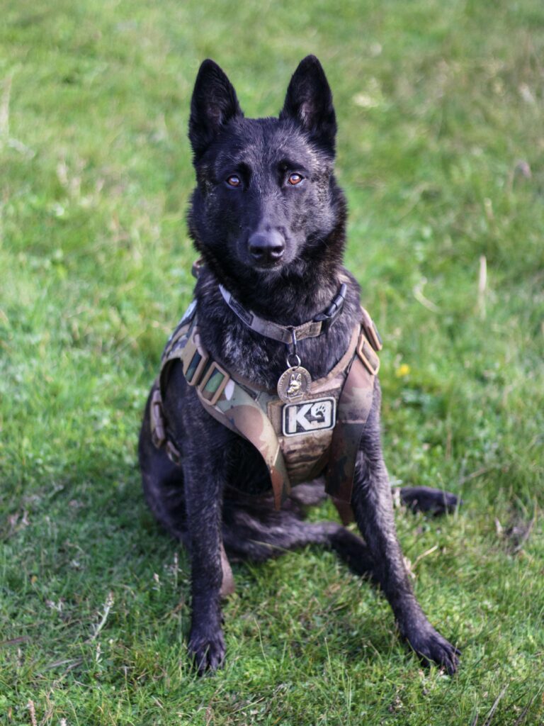Alert German Shepherd K9 dog sitting outdoors in grass field wearing a harness.