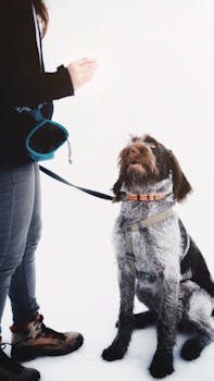 A woman holding a treat while training a German Wirehaired Pointer on a leash.