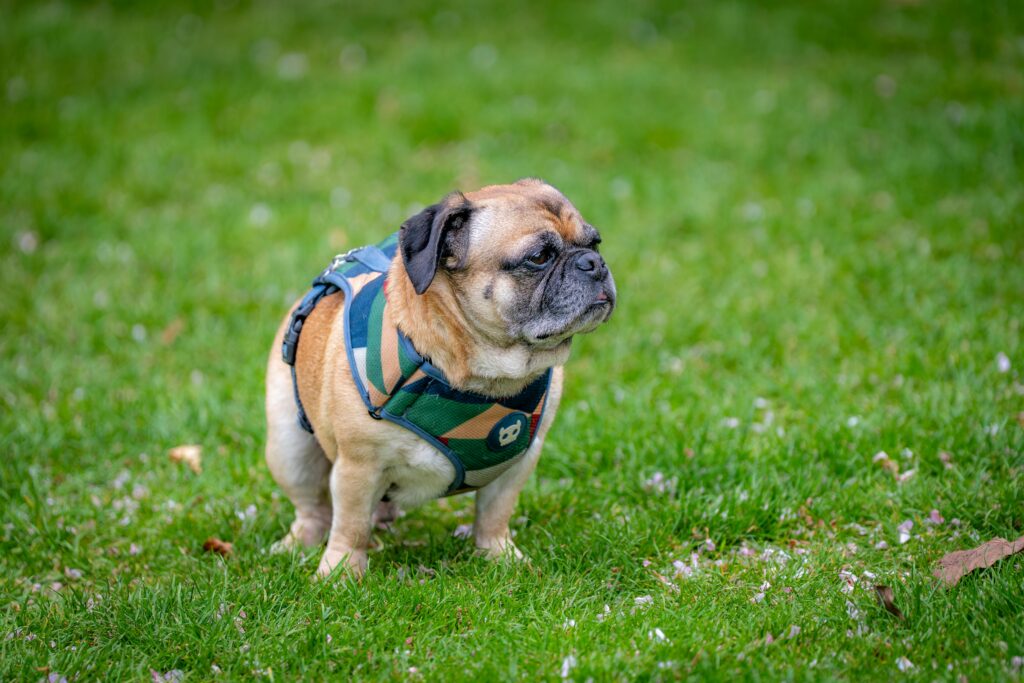 Dog Scooting Butt: Why It Happens and What You Should Do Right Away