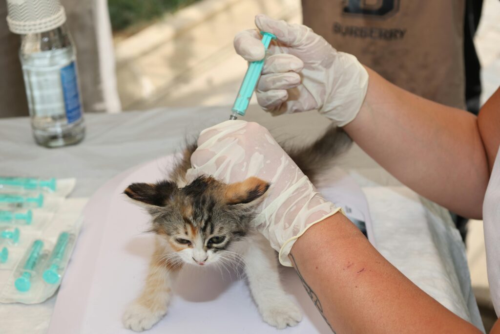 Cat Vaccines, Which are Needed? Complete Guide to Cat Shots, Jabs & Feline Vaccinations