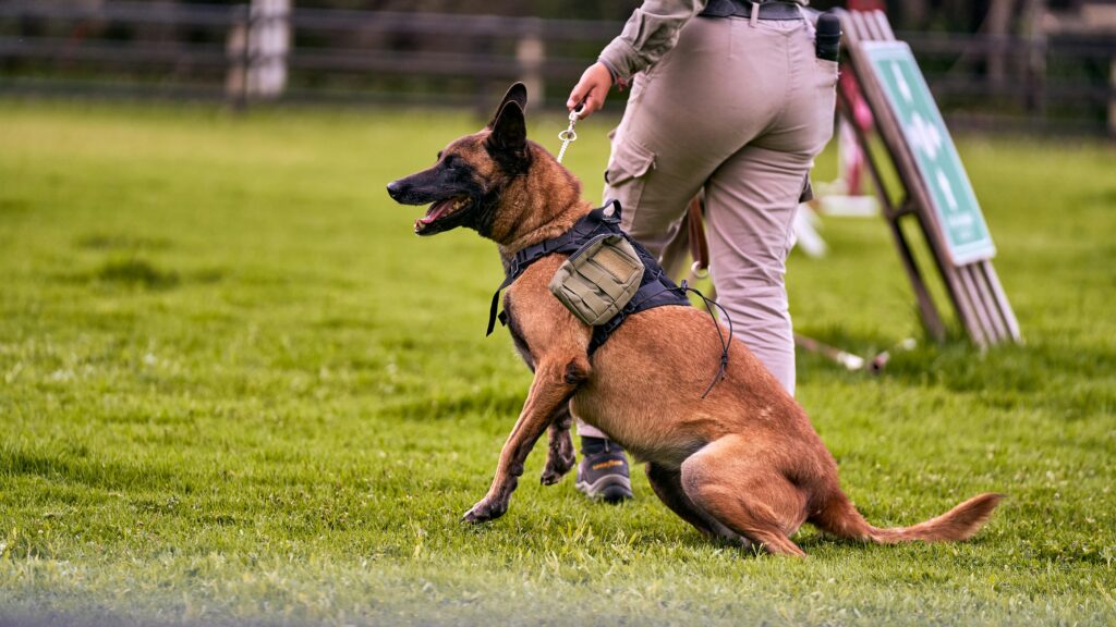 Working Dogs: Roles, Traits, and the Training Process