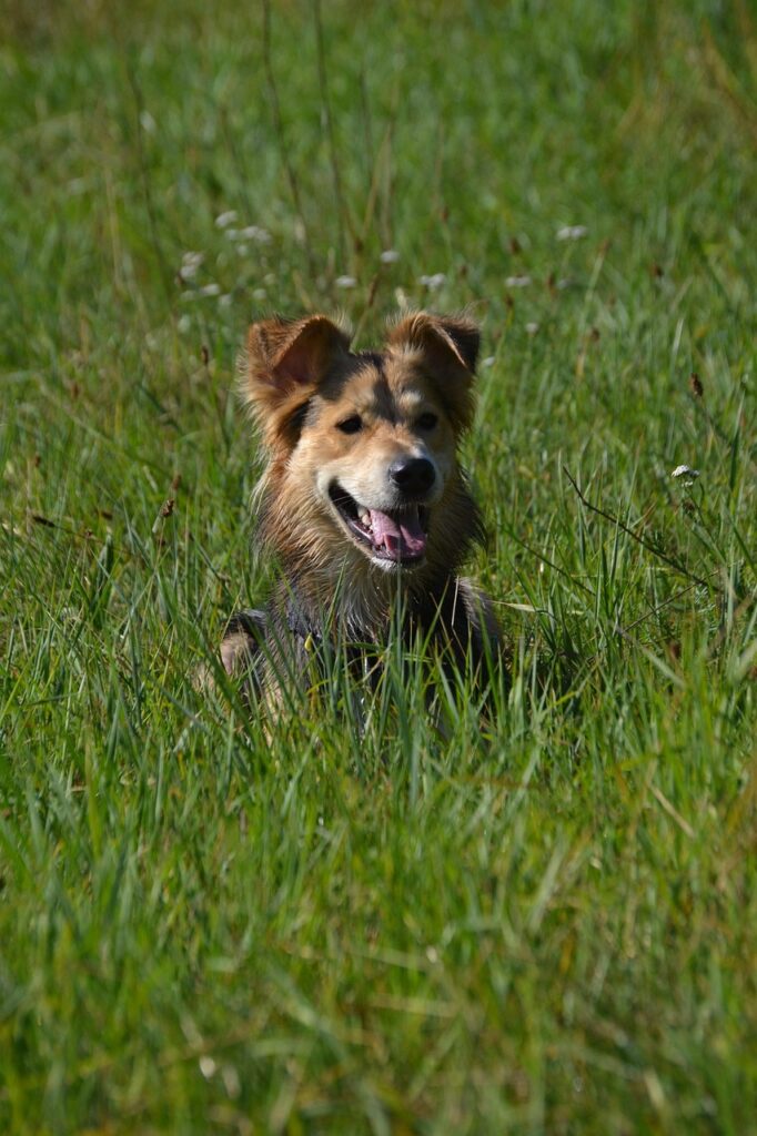 Why Does My Dog Sneeze a Lot: Causes, Diagnosis, and When to Worry