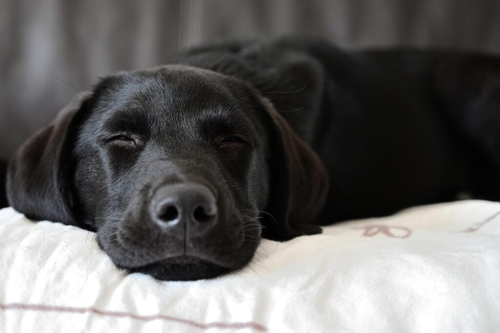 Phantom Pregnancy in Dogs: Symptoms, Causes & Treatment
