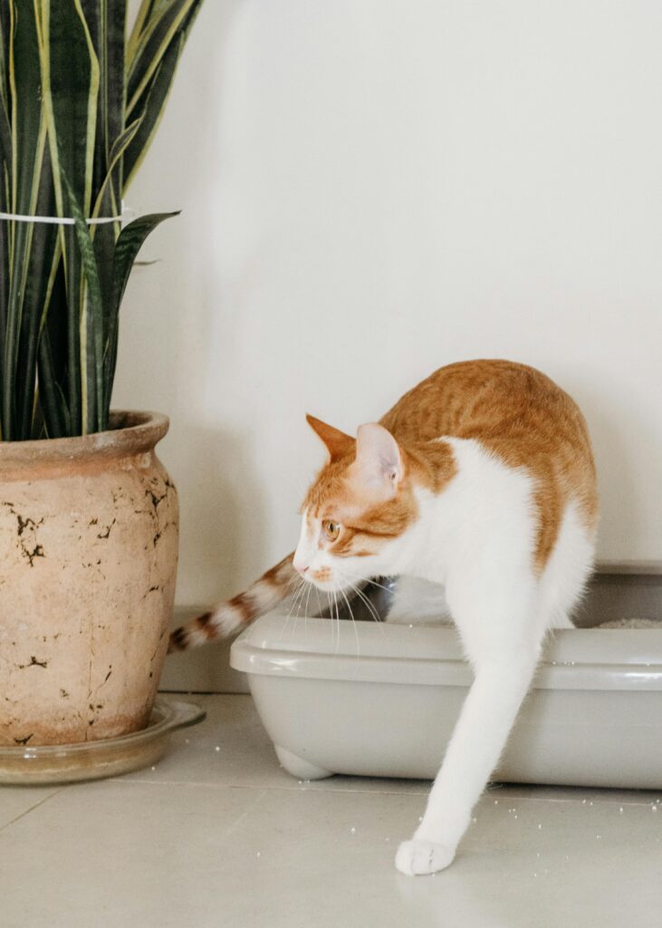 Why Is My Old Cat Peeing Everywhere? Complete Guide to Senior Cat Elimination Issues