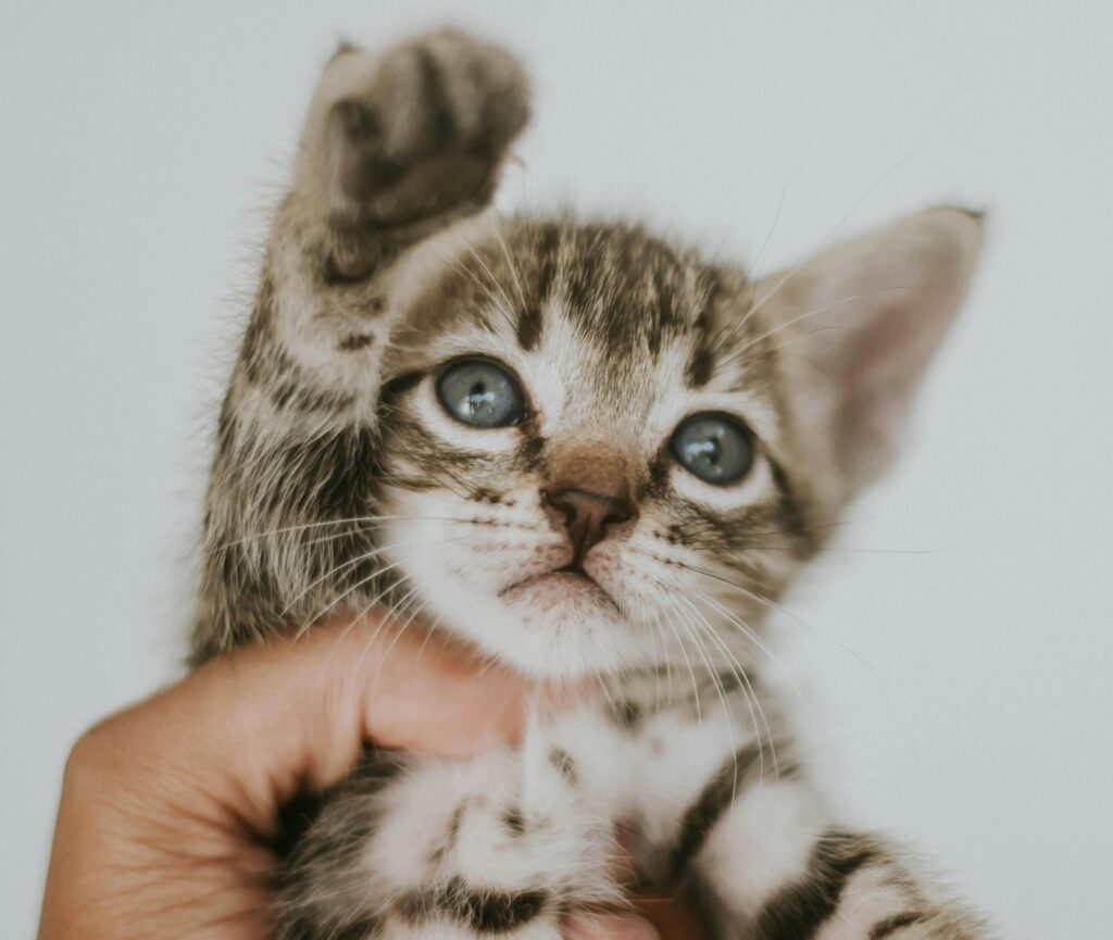 Complete Guide to Newborn Kittens Care: Essential Tips for the First 8 Weeks