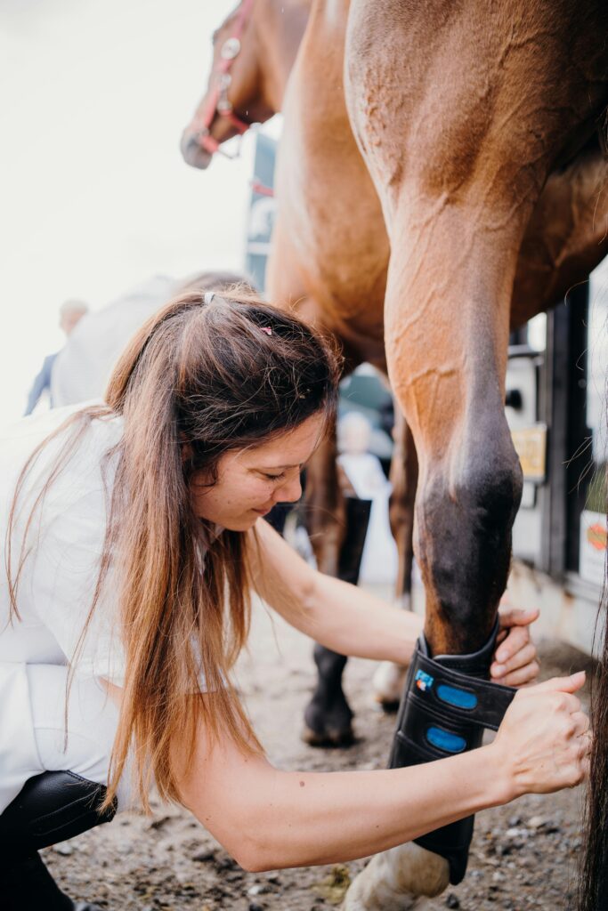 Complete Guide to Horse Chiropractors: When Your Horse Needs Spinal Care