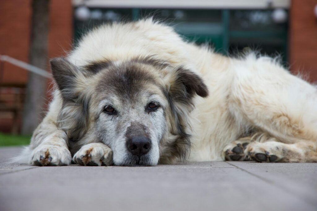 How Long Will a Dog Live With Kidney Failure? Life Expectancy, Stages, and What to Expect