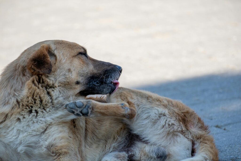 Red Bumps on Dog Belly: Causes, Diagnosis, and Treatment Guide