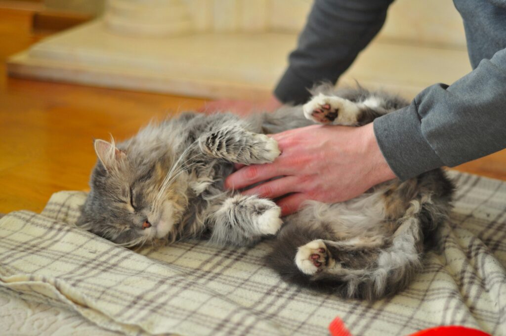 Cats Upset Tummy: Complete Guide to Feline Digestive Issues