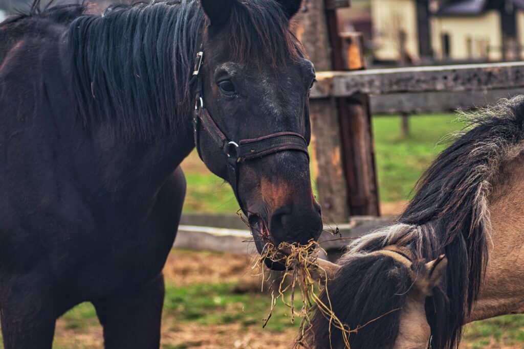 Complete Guide to Feeding of Horses: Nutrition, Feed Types, and Best Practices