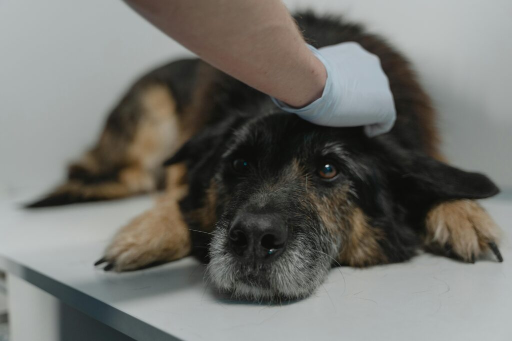Epileptic Seizures in Dogs: Signs, Causes, Diagnosis & Treatment