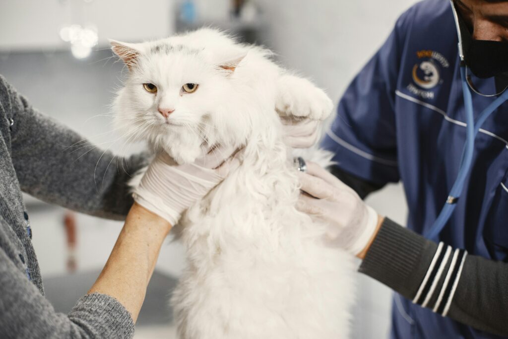Renal Failure in Cats: Understanding Kidney Disease, Symptoms, and Care