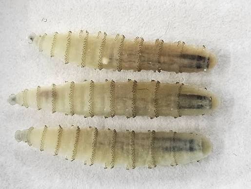 New World Screwworm: What Dog, Cat, and Horse Owners Need to Know