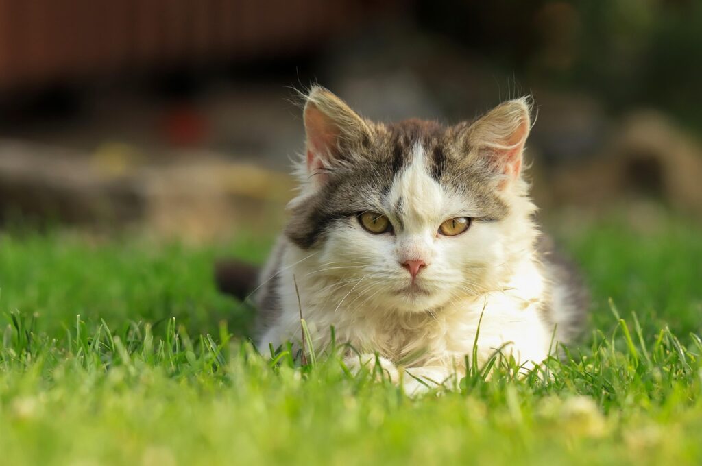 Understanding Cat Body Language: A Complete Guide to Feline Communication