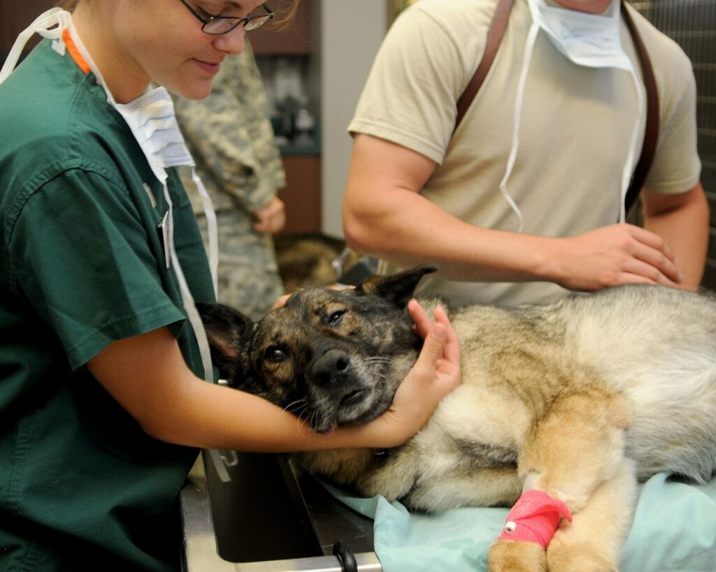 How AI Predicts Pet Disease Outbreaks by Geography