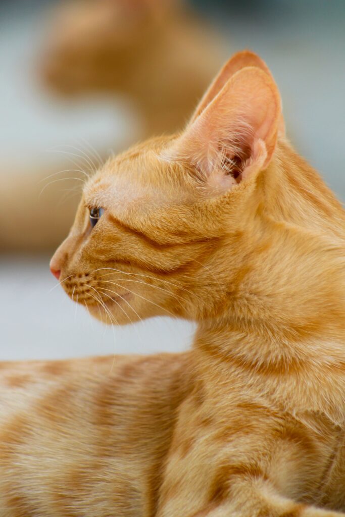 Cat Ear Infections: Complete Guide to Symptoms, Causes, and Treatment
